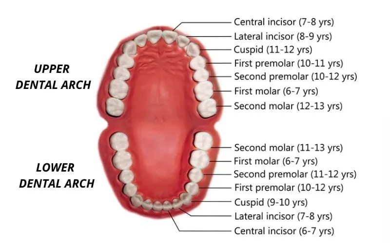 tooth numbering charts