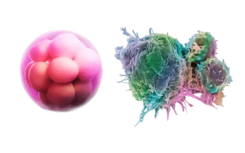 normal cell and cancerous cell difference