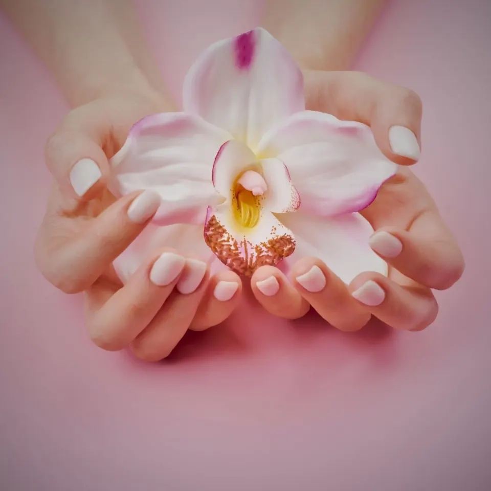 Genital Aesthetics